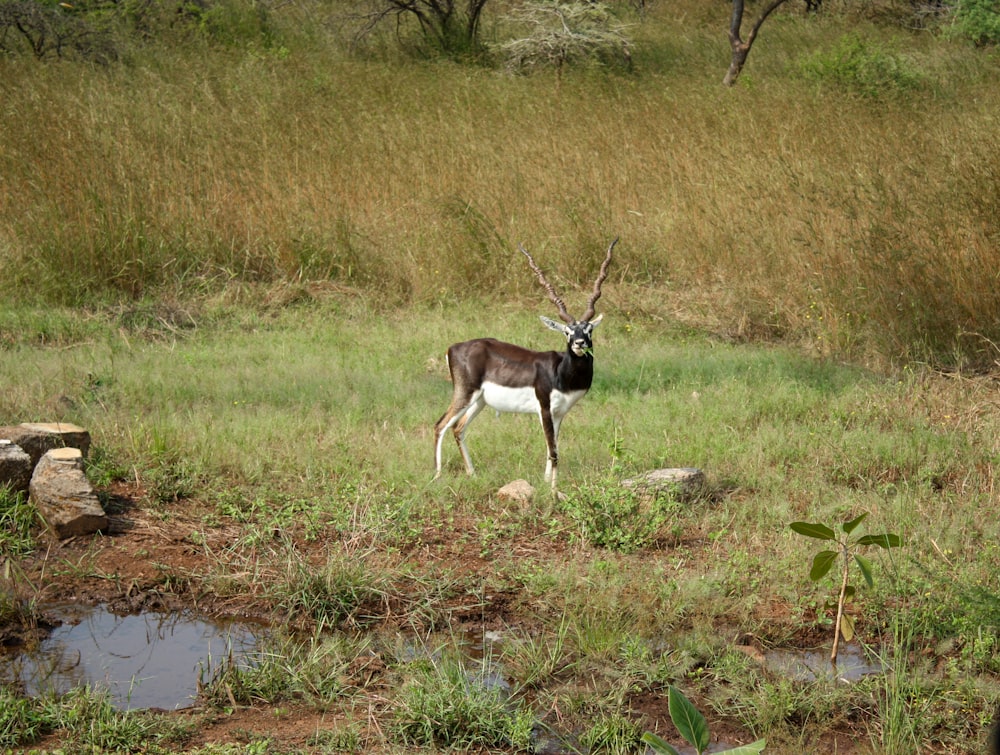 a gazelle standing in a grassy field next to a stream