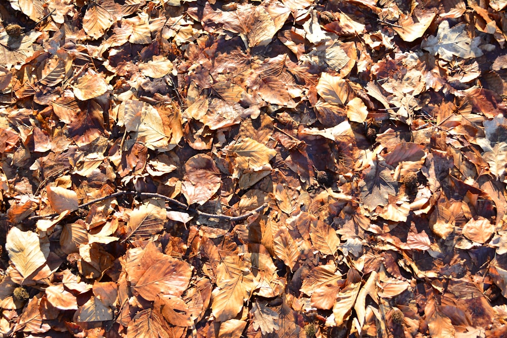 a bunch of leaves that are laying on the ground