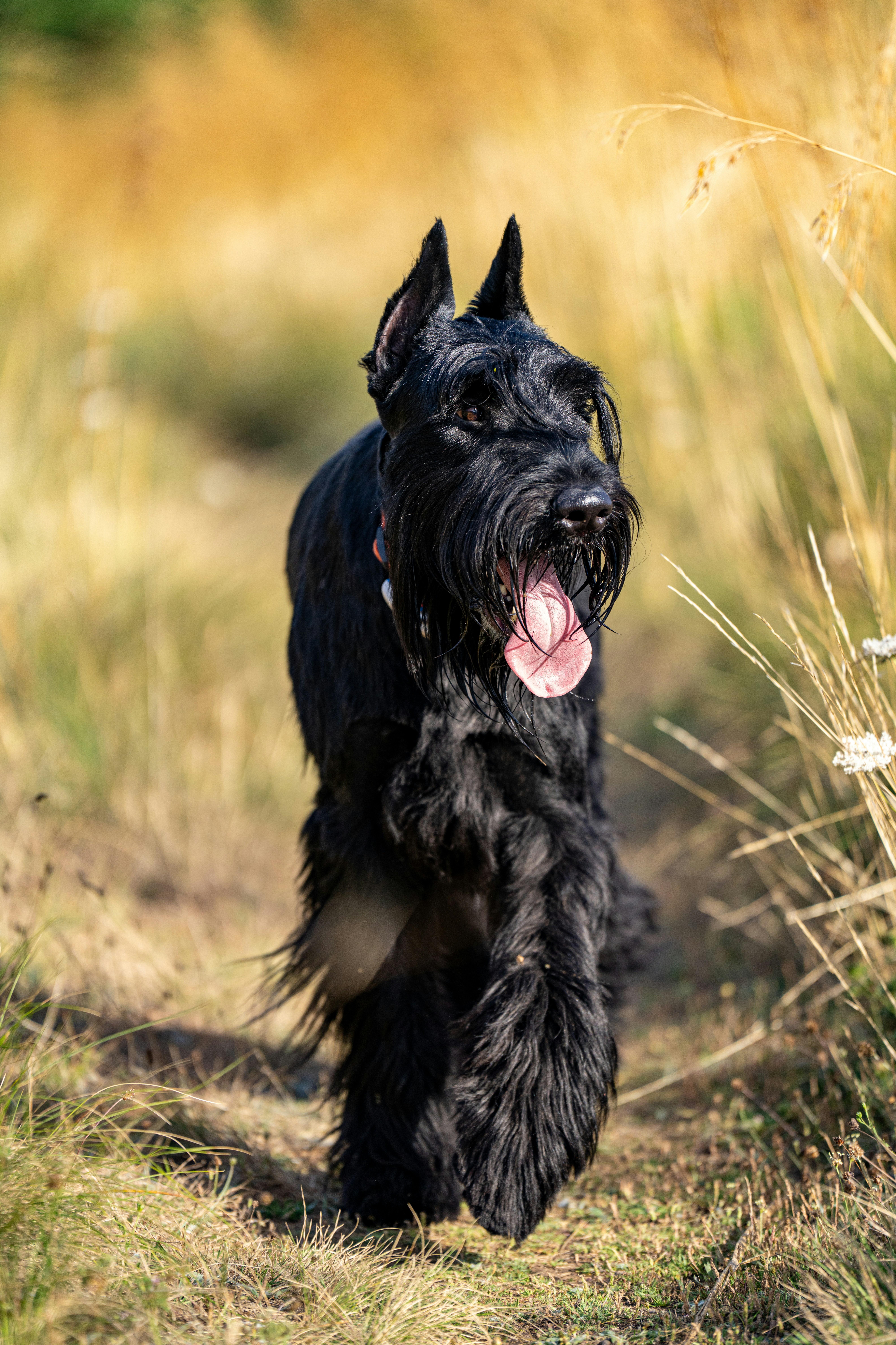 Giant Schnauzer