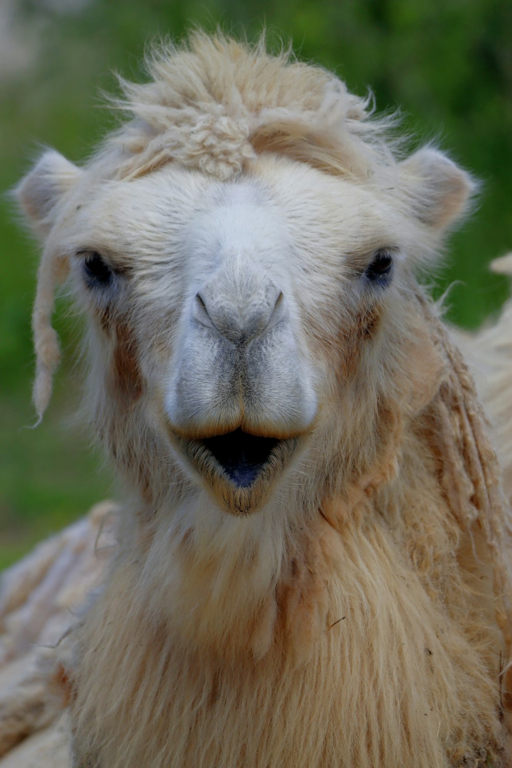 a close up of a llama looking at the camera