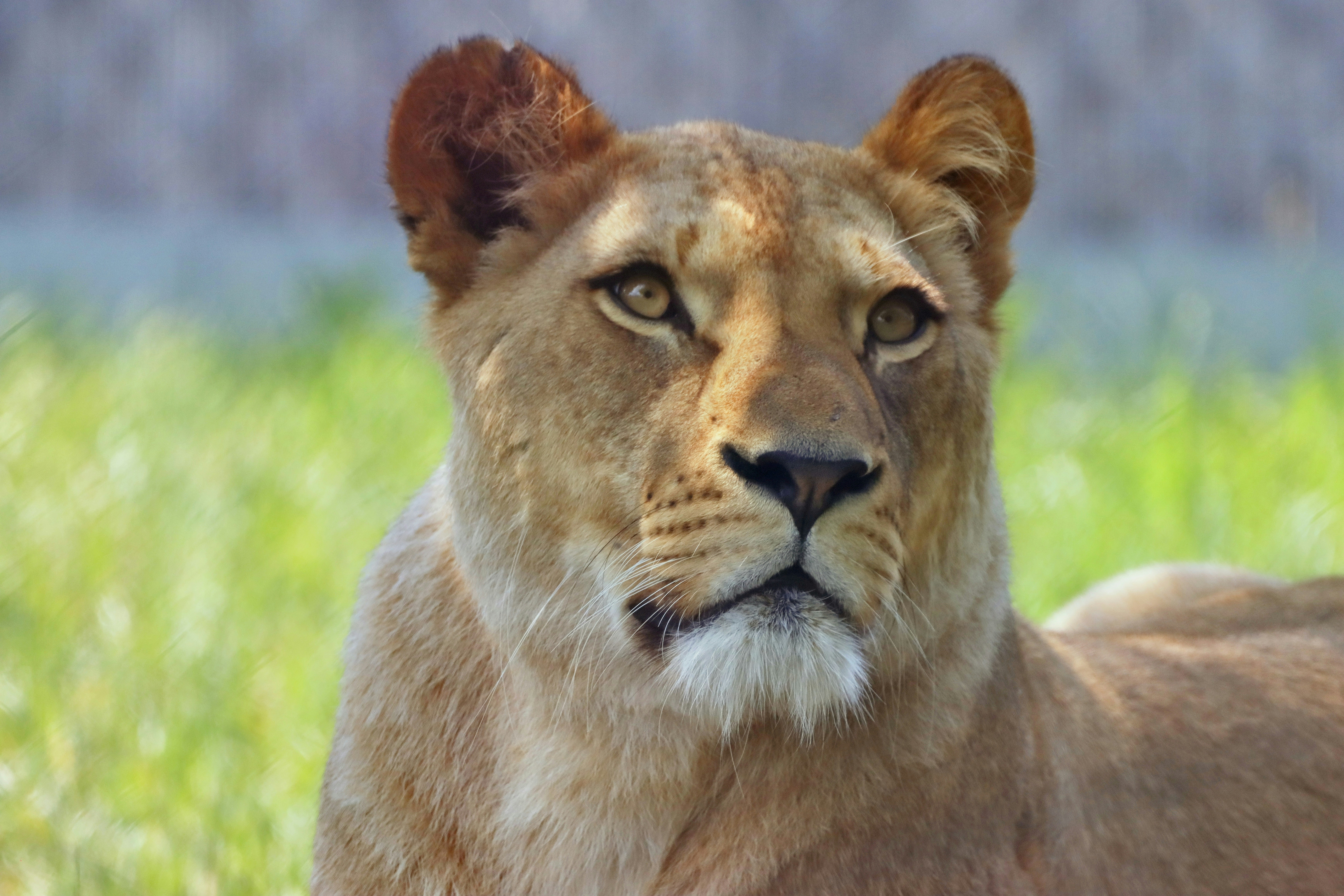 Incidente no Parque da Bica, Arruda Câmara: o que se sabe até agora