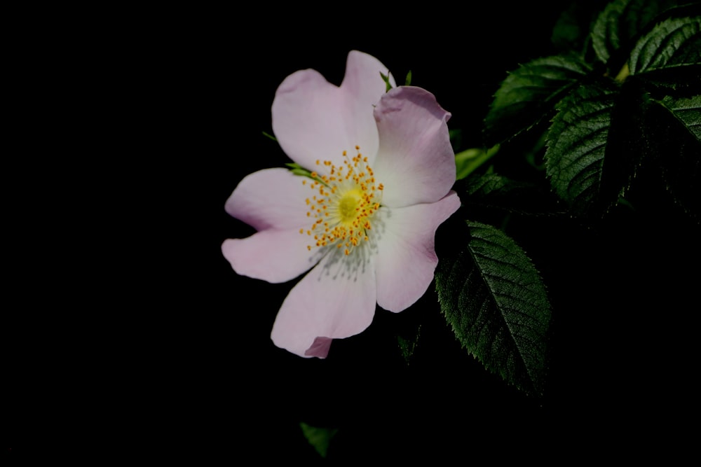 a pink flower with green leaves on a black background