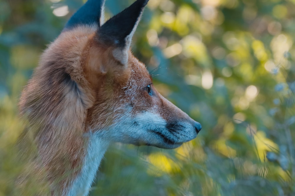 a close up of a small animal in a field