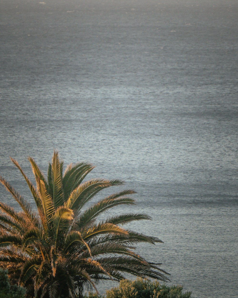 a bird is perched on a tree near the ocean