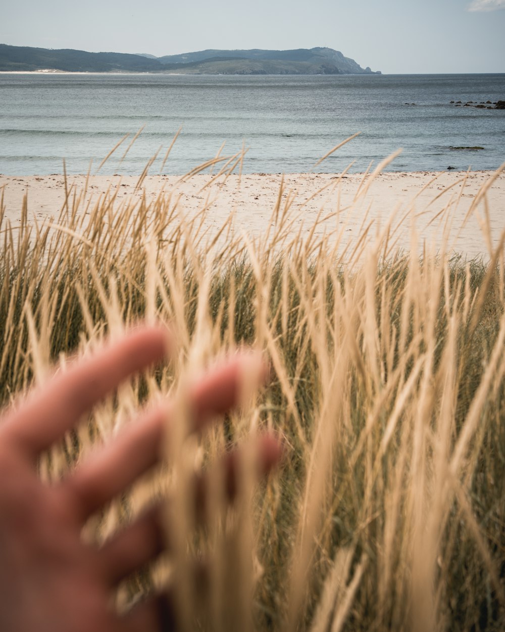 a person is holding their hand out in the grass