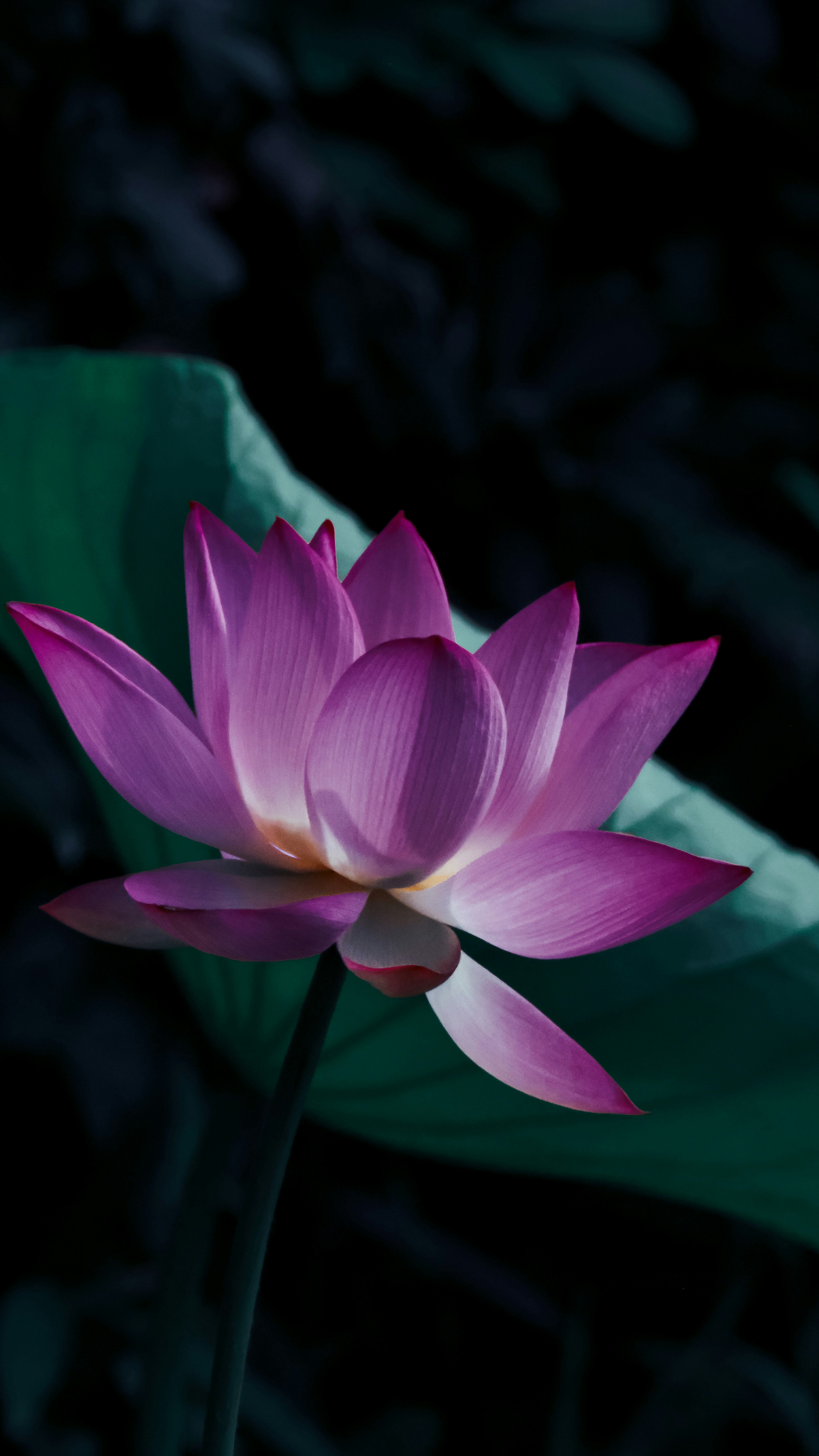 Photo by dickenslin76