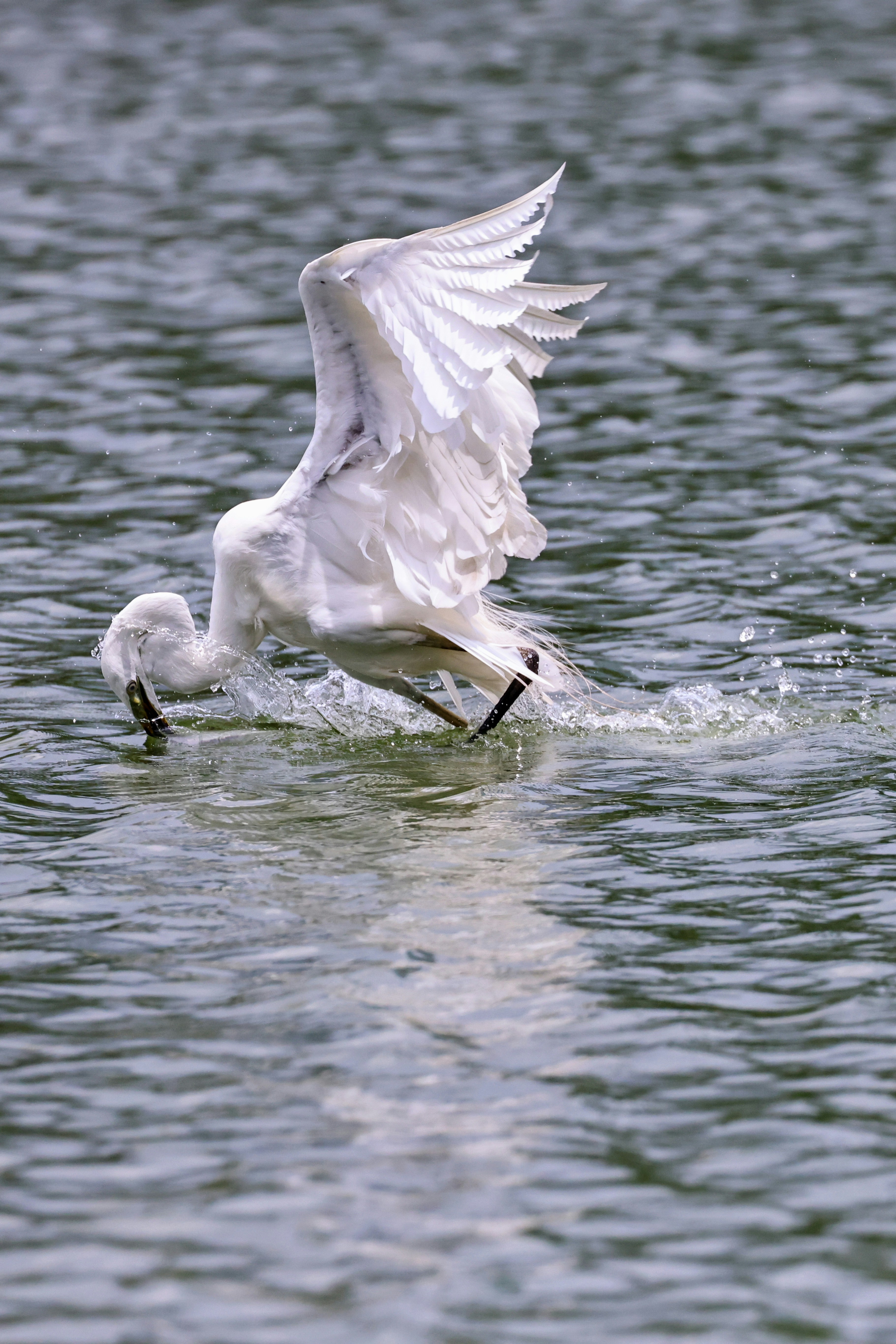 Photo by dickenslin76