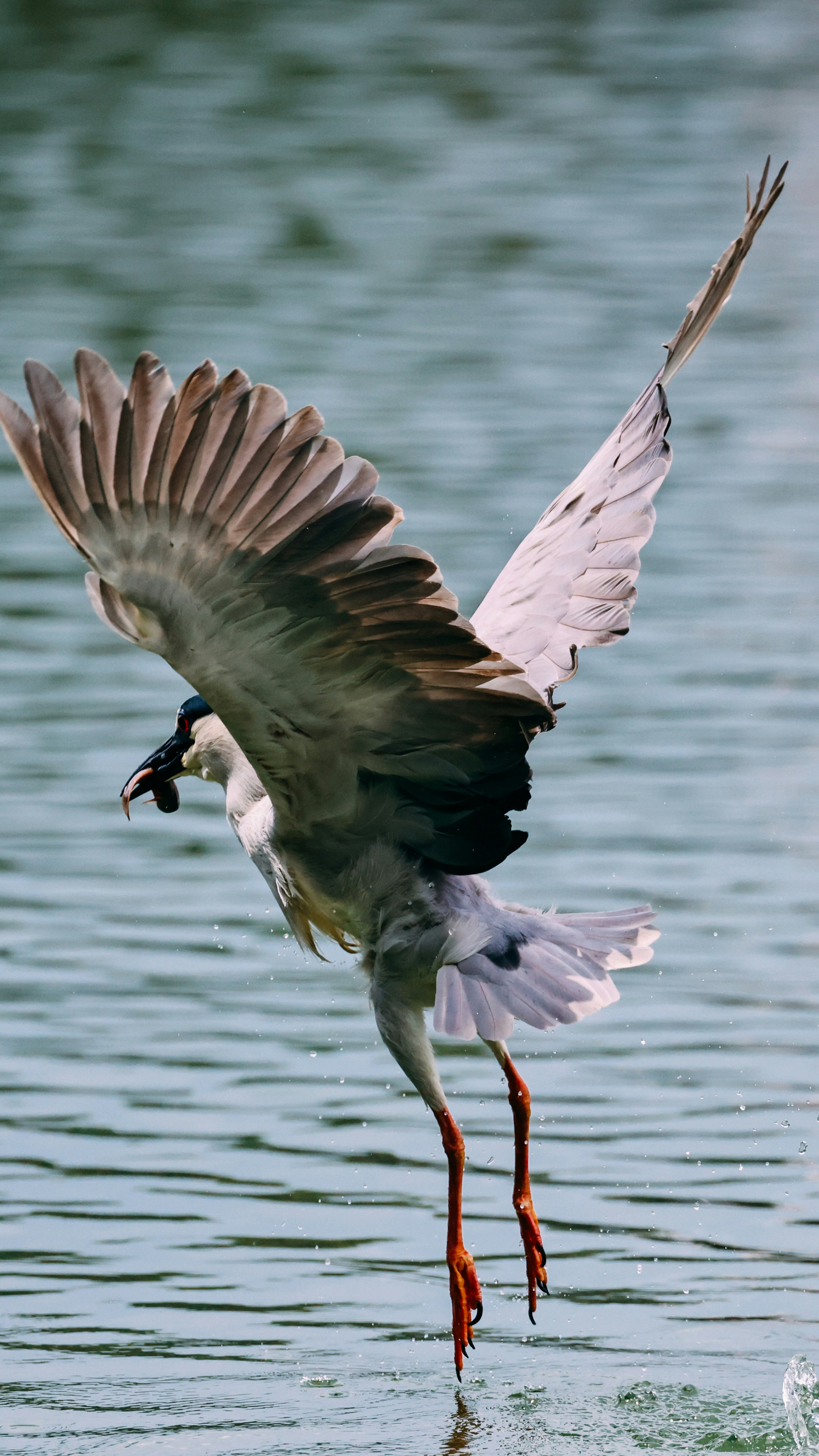 Photo by dickenslin76