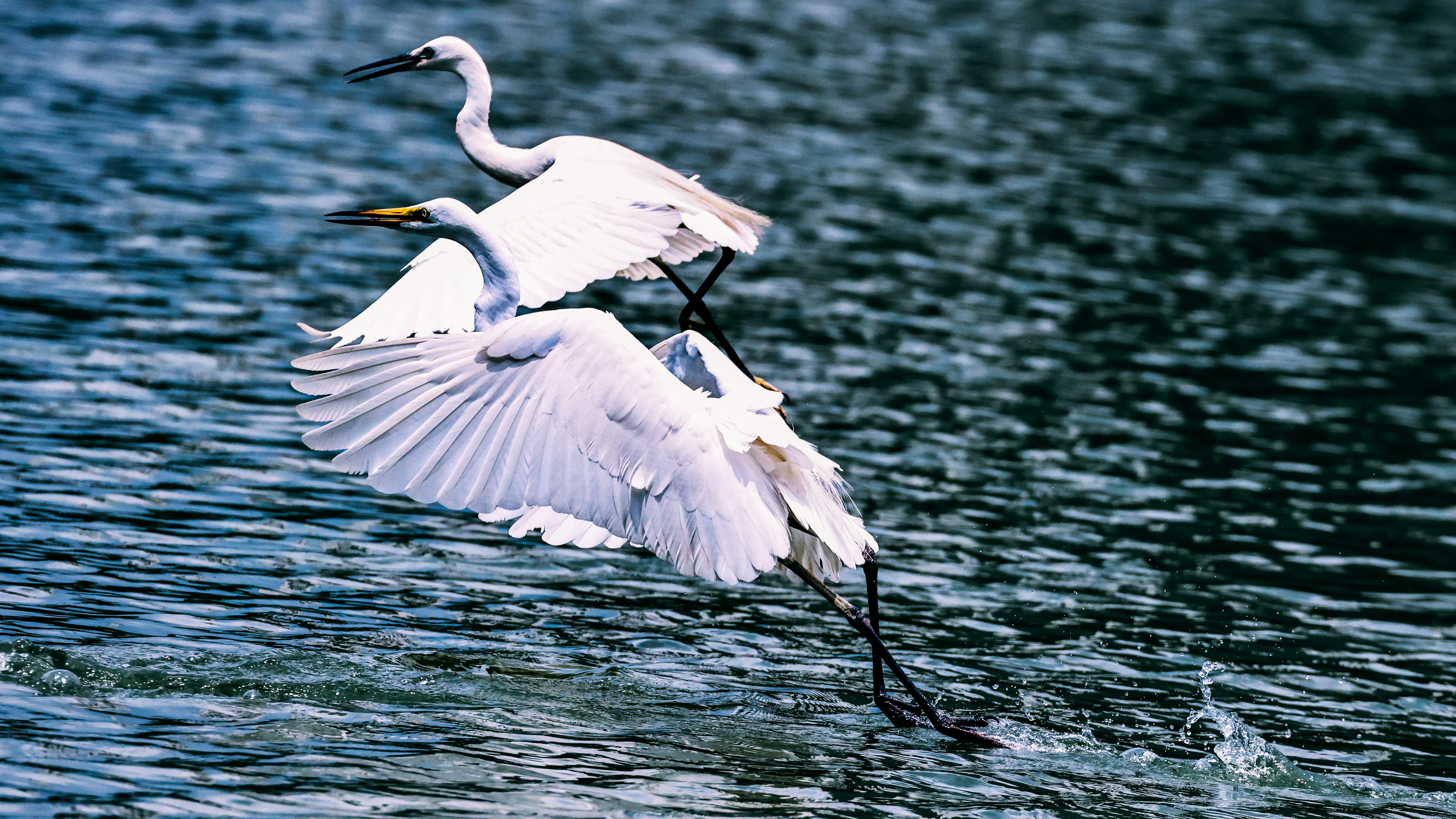 Photo by dickenslin76