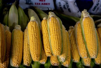 A vibrant image of fresh corn and rice powder neatly arranged in sacks, ready for processing.
