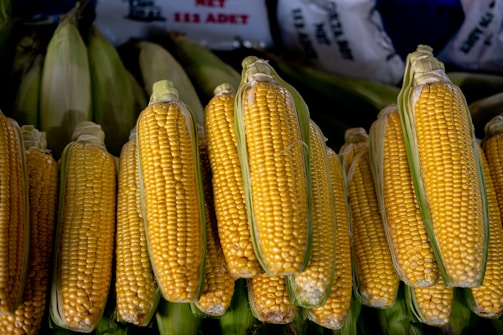 A display of fresh, ripe corn cobs neatly arranged with their green husks partially peeled back to reveal the bright yellow kernels. The corn is stacked in an inviting manner, suggesting abundance and freshness.