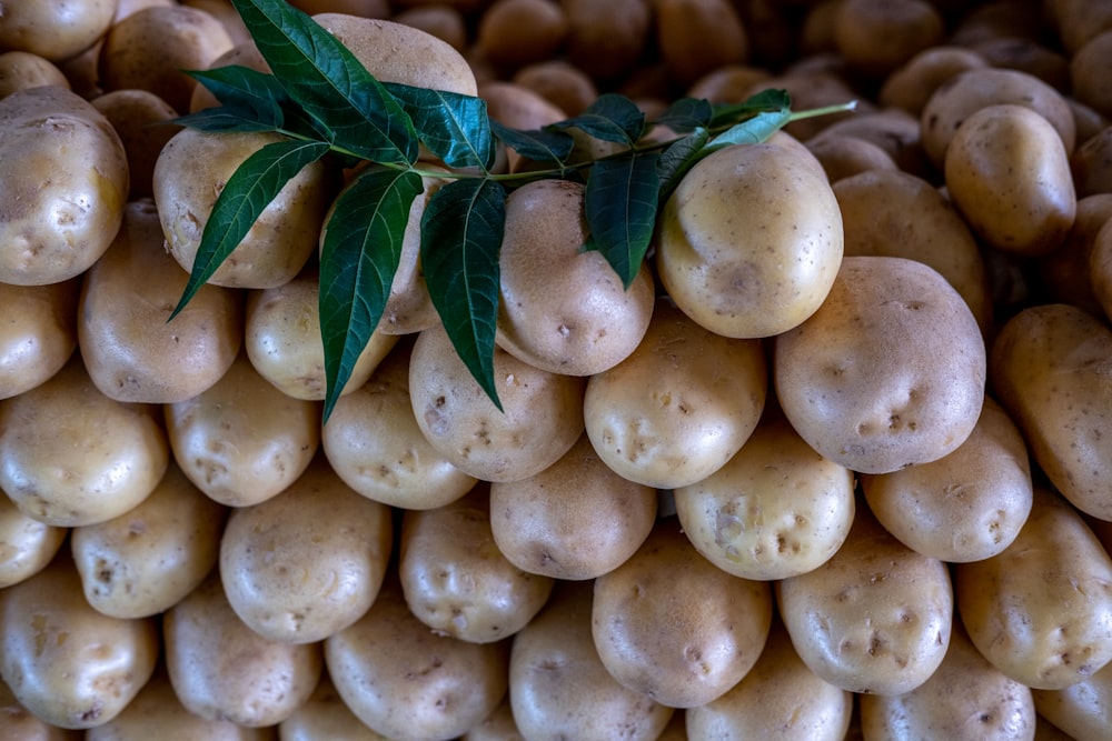 a pile of potatoes with a green leaf on top