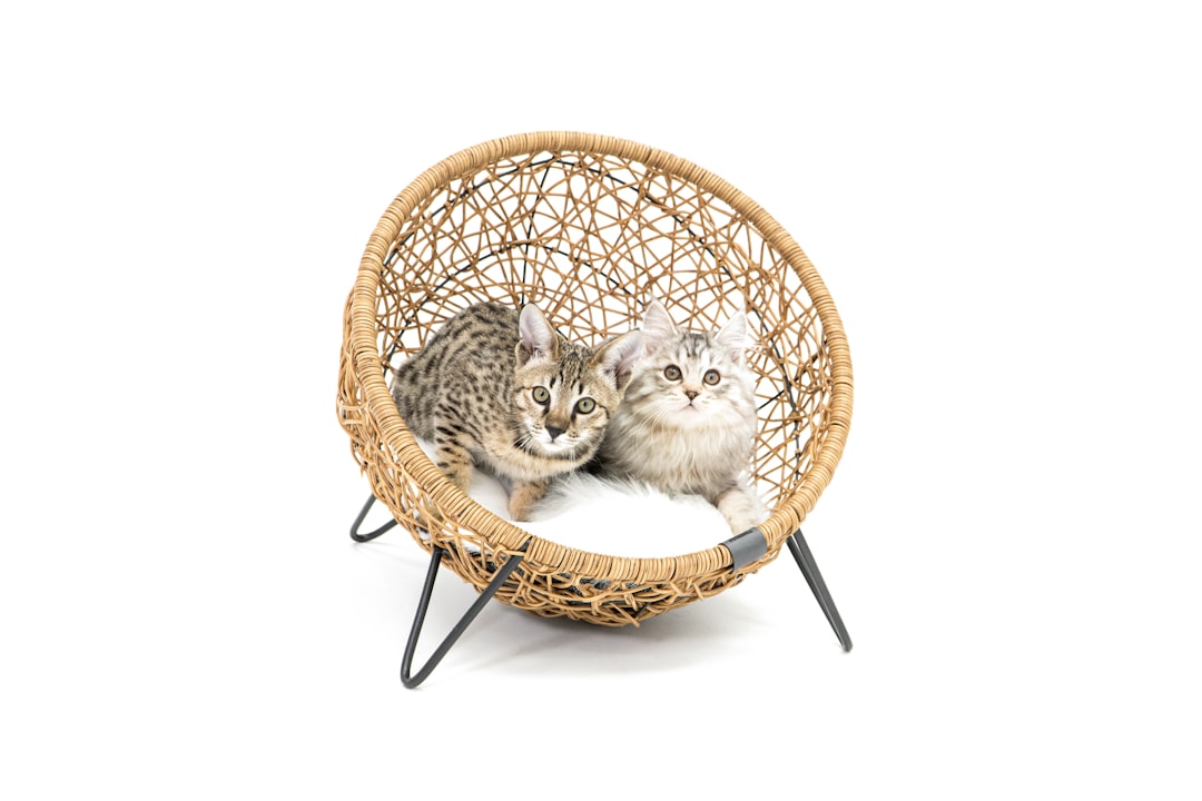 two kittens are sitting in a wicker chair, Two small kittens in a brown wicker cat bed with white background