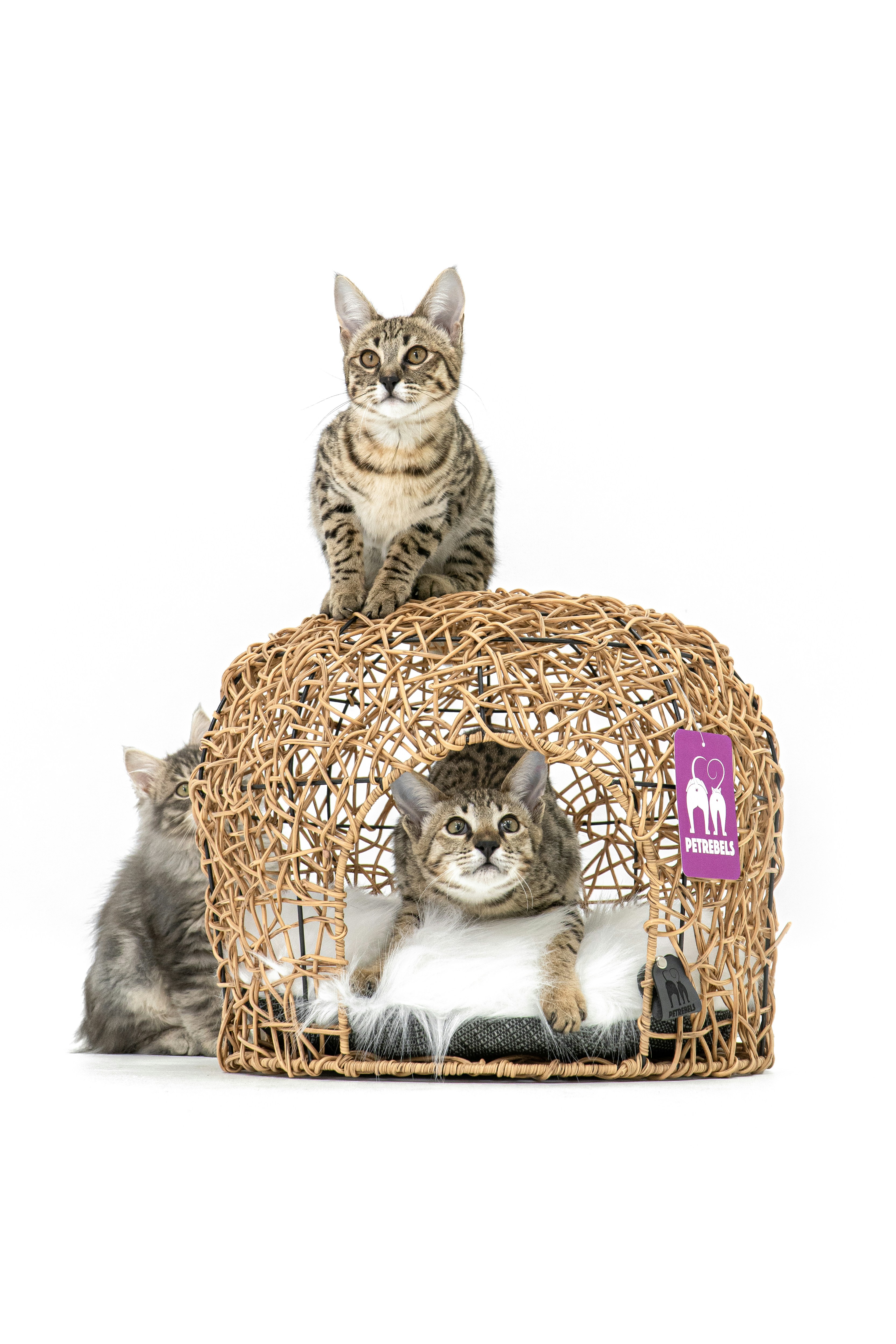 a couple of cats sitting on top of a cat bed