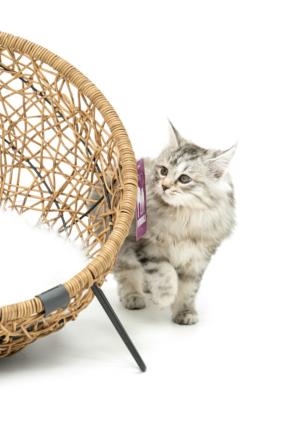 a cat walking next to a wicker chair