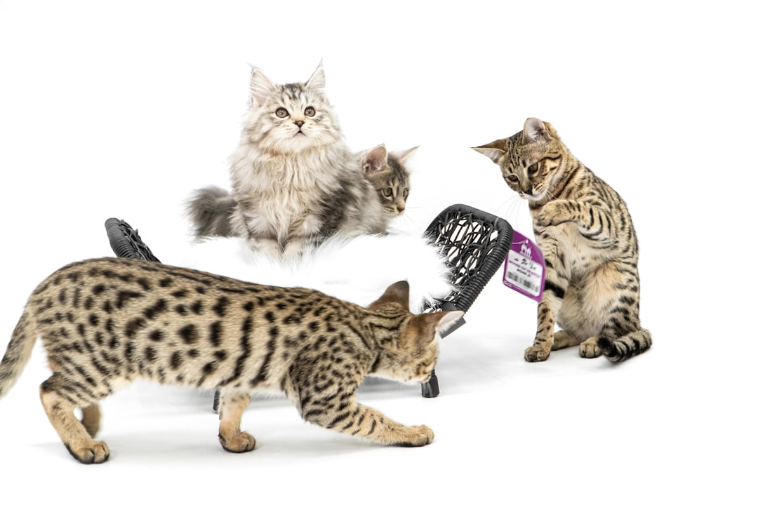 a group of cats playing with a cat toy, Savannah kittens playing around cat bed with white background