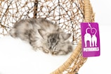 A fluffy grey kitten is sleeping on a soft white cushion inside a wicker basket. Attached to the basket is a purple tag with the text 'PETREBELS' and a playful design featuring two cats.