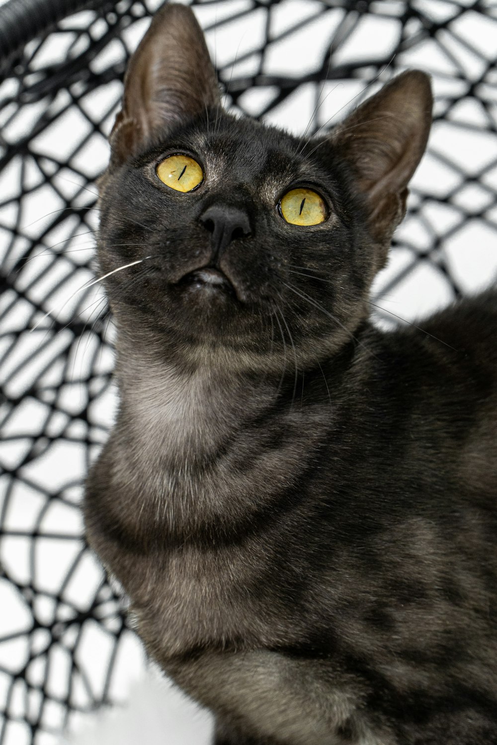 a black cat with yellow eyes sitting in a chair