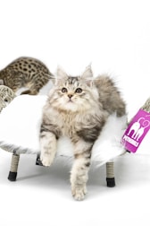 A fluffy kitten with long fur is resting comfortably on a small pet chair. Its fur has shades of gray and cream. In the background, there is another cat with a spotted coat. Both cats are on a white background, giving a clean and minimalist look.