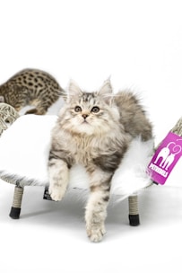 A fluffy kitten with long fur is resting comfortably on a small pet chair. Its fur has shades of gray and cream. In the background, there is another cat with a spotted coat. Both cats are on a white background, giving a clean and minimalist look.