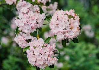 a bunch of flowers that are on a tree