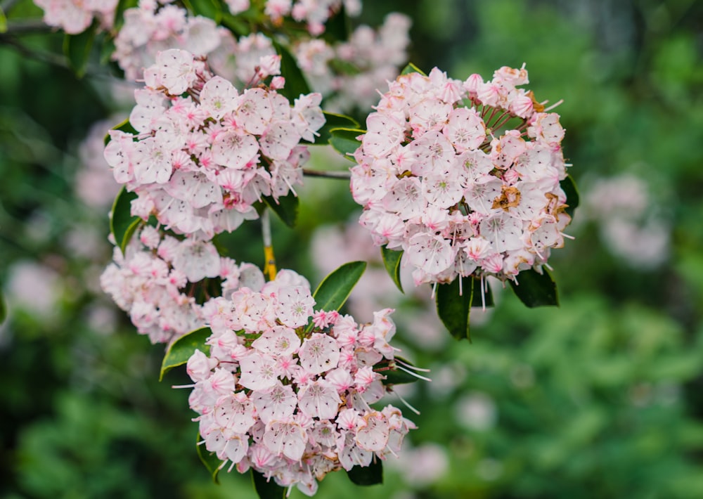 a bunch of flowers that are on a tree