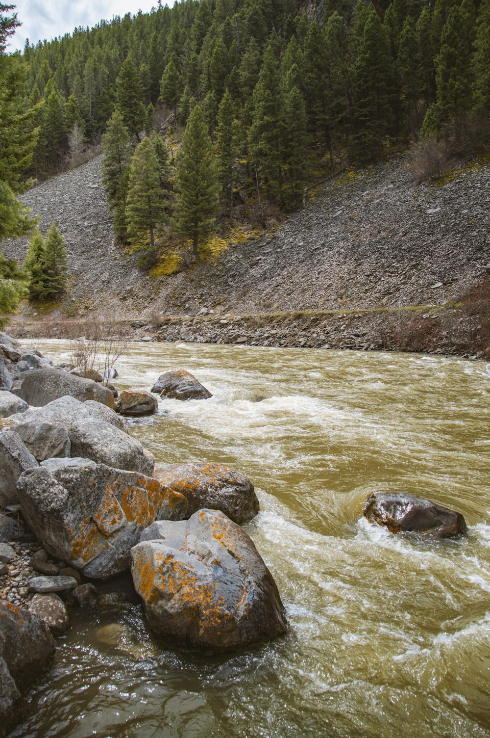 a river with rocks and trees in the background