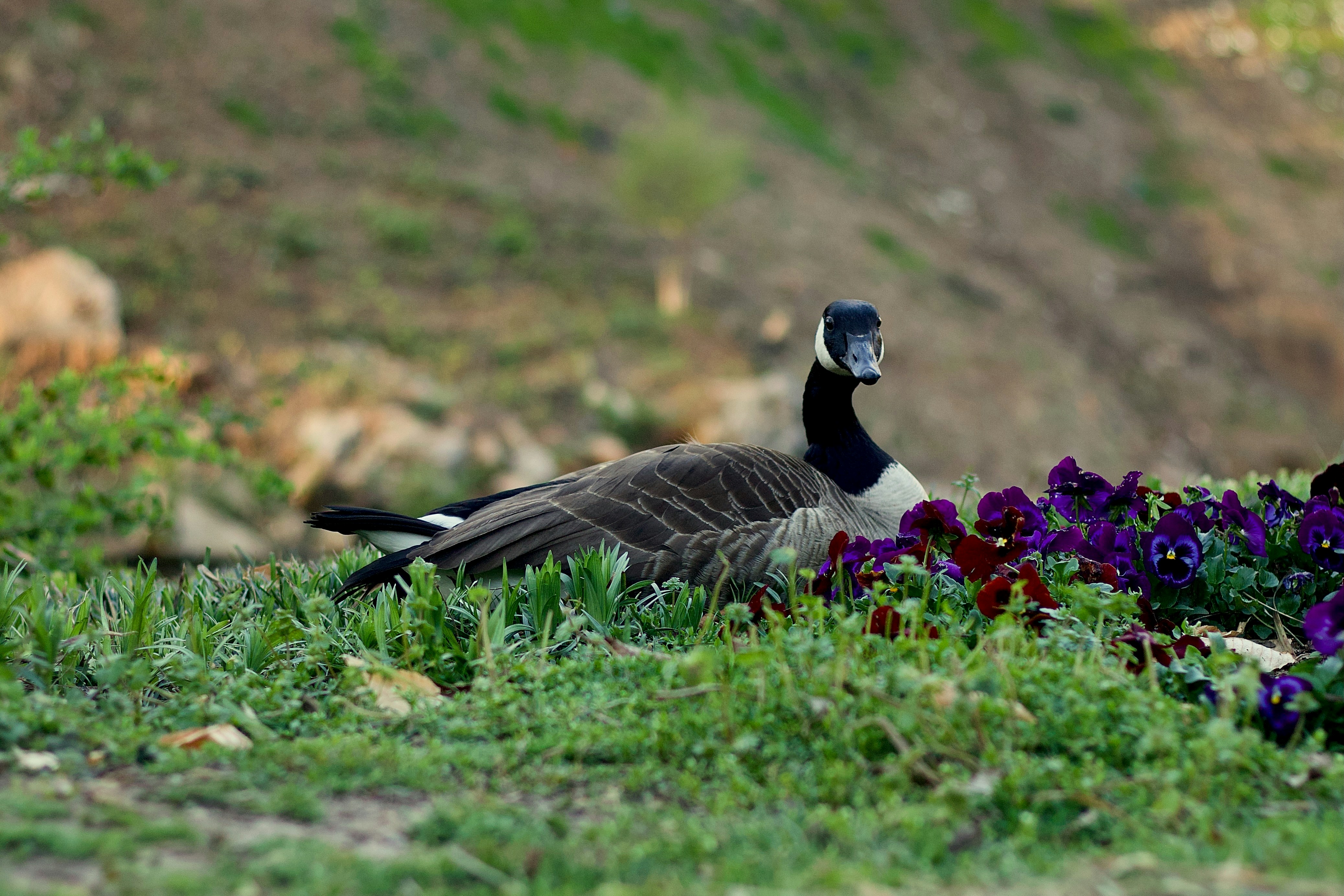 a bird sitting in the grass next to flowers