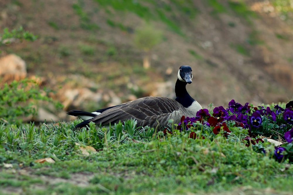a bird sitting in the grass next to flowers