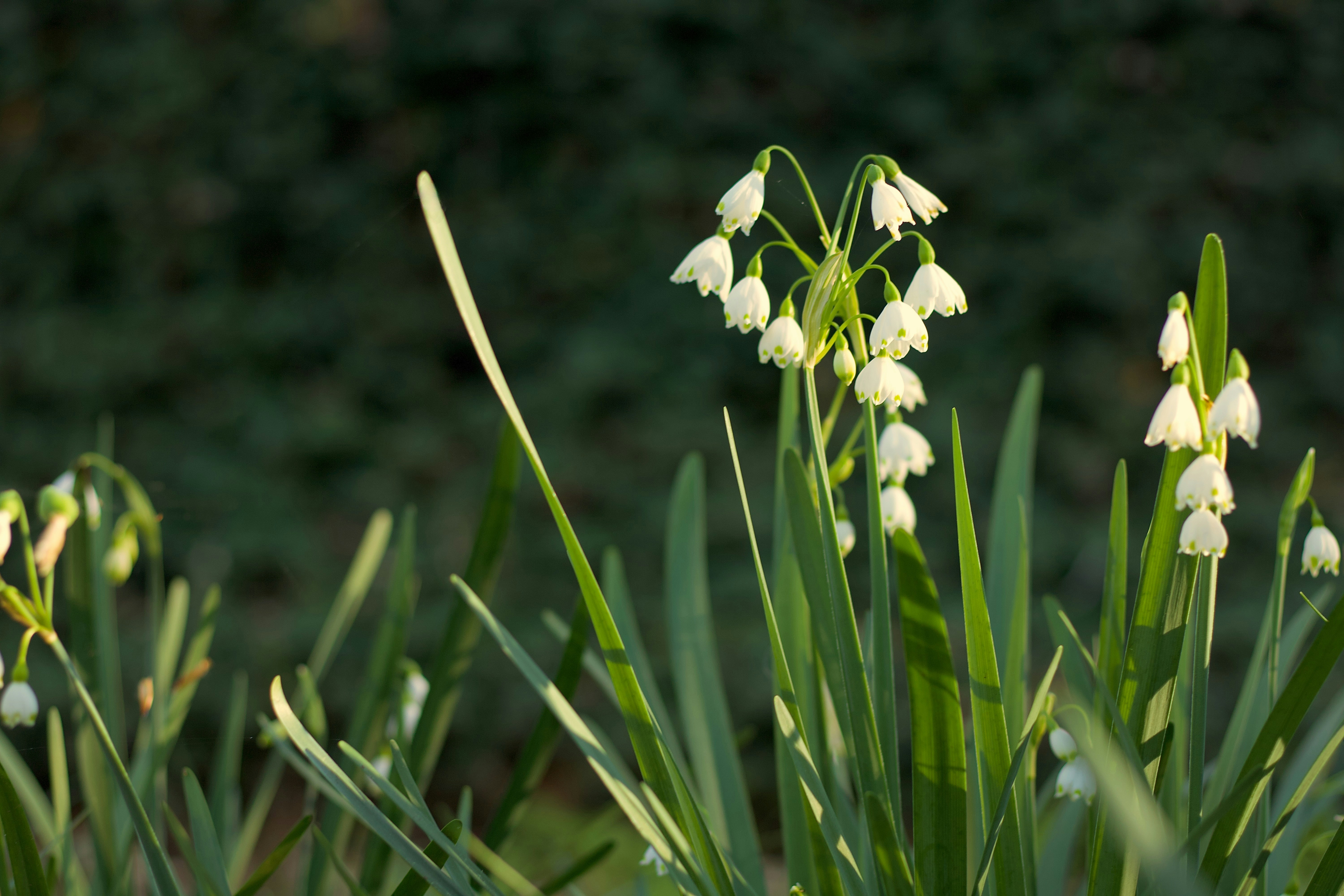 a group of flowers that are in the grass