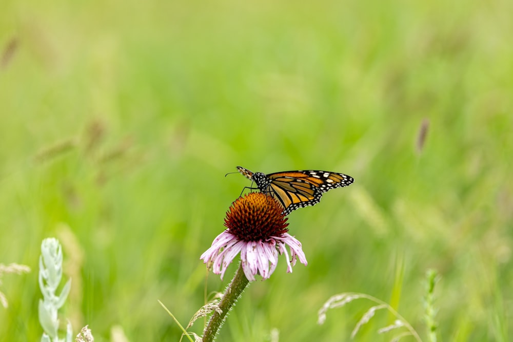 a butterfly sitting on top of a flower in a field