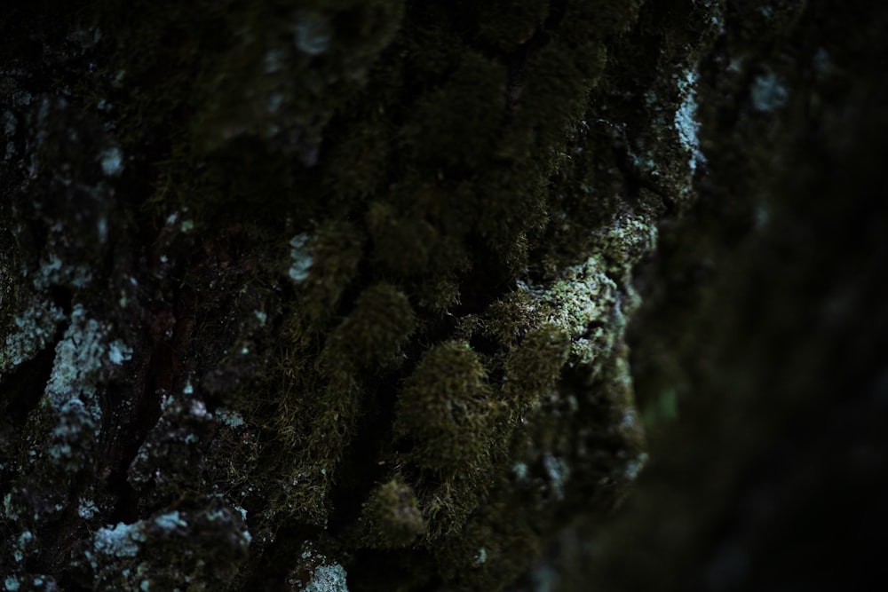 a close up of a tree with moss growing on it