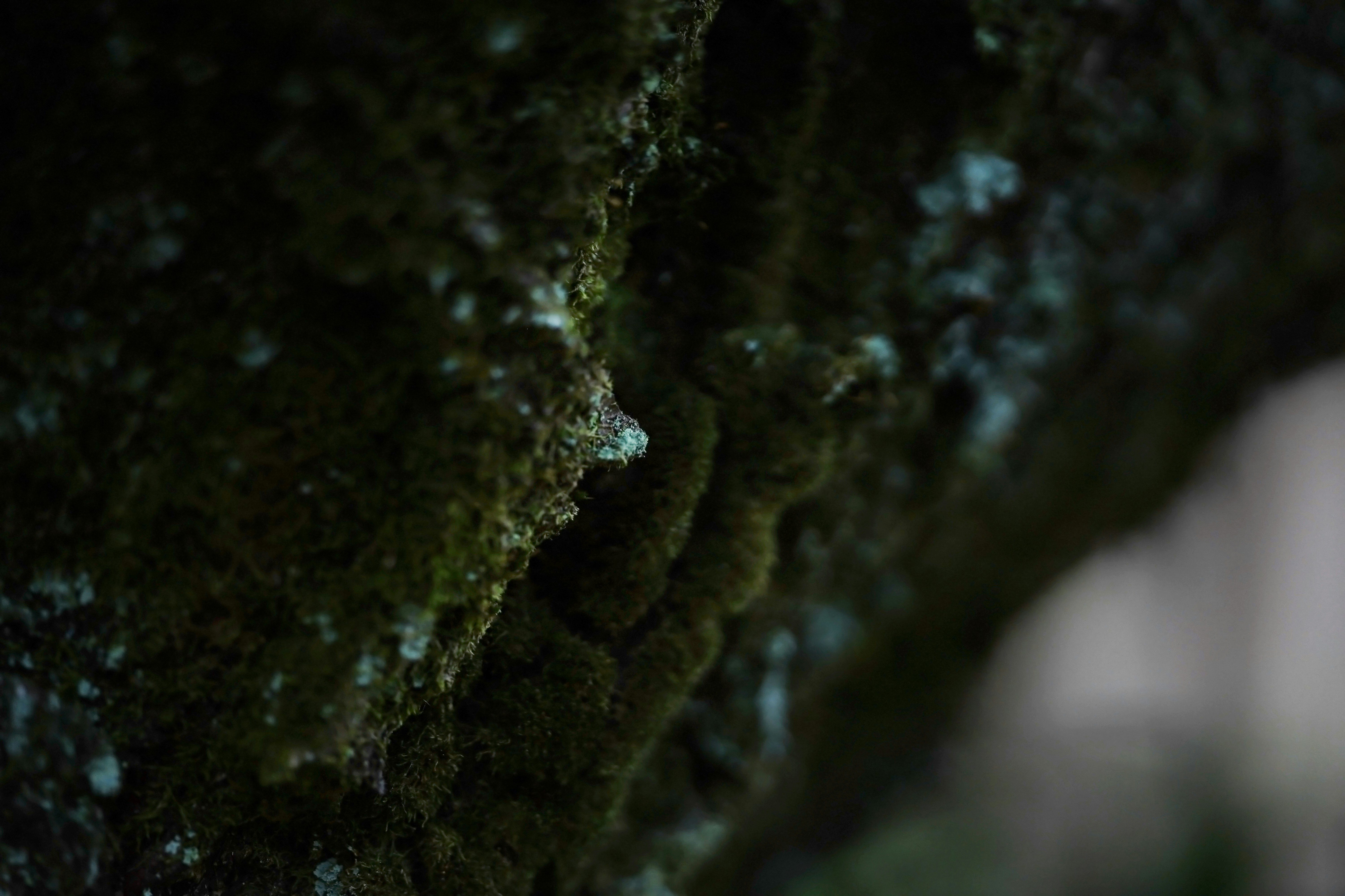 Nahaufnahme einer moosbedeckten Wand