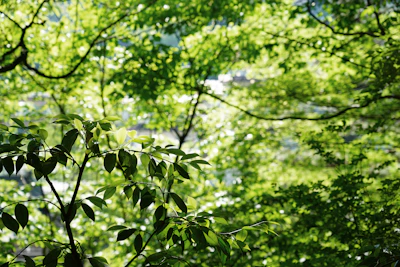 Sunlight filtering through leaves onto a canvas with earthy, organic paintings in progress.