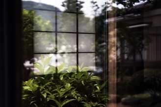 Close-up of sparkling clean glass windows reflecting a green outdoor environment.