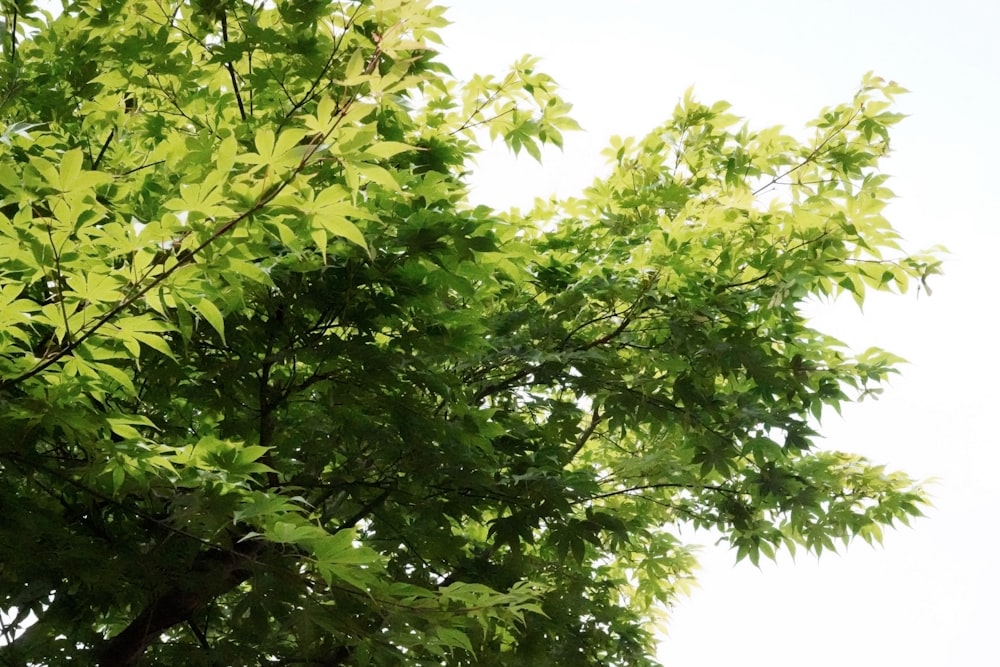 a green leafy tree with a white sky in the background