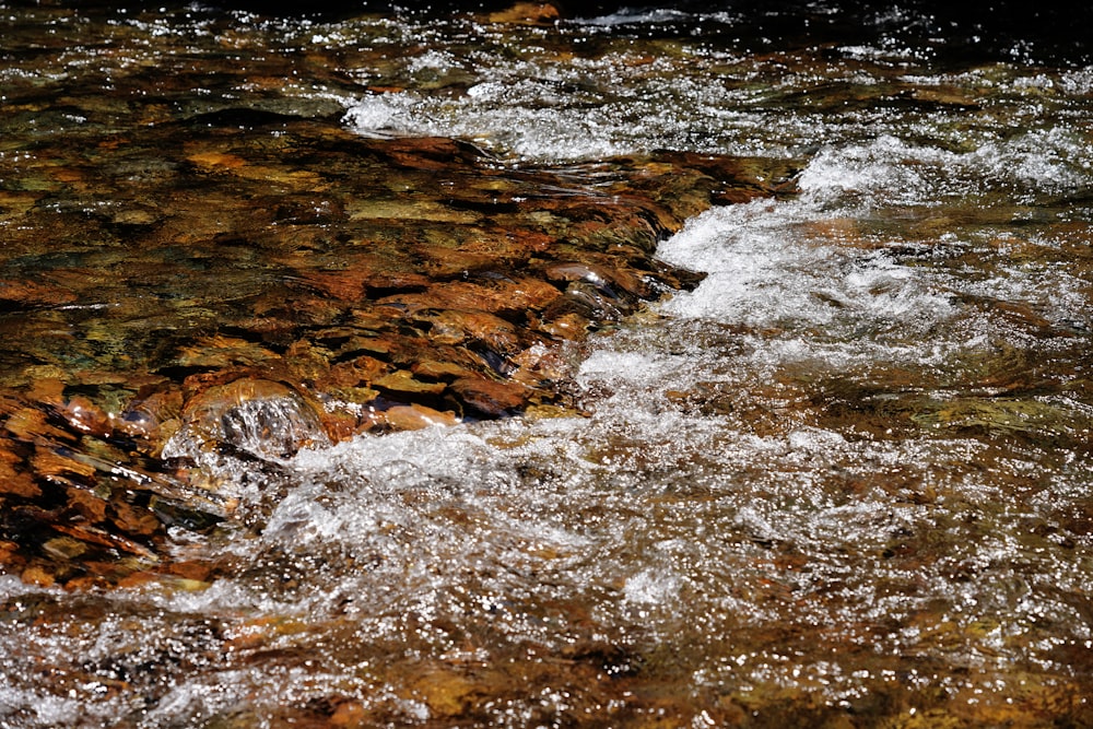 a bird is sitting on a rock in the water