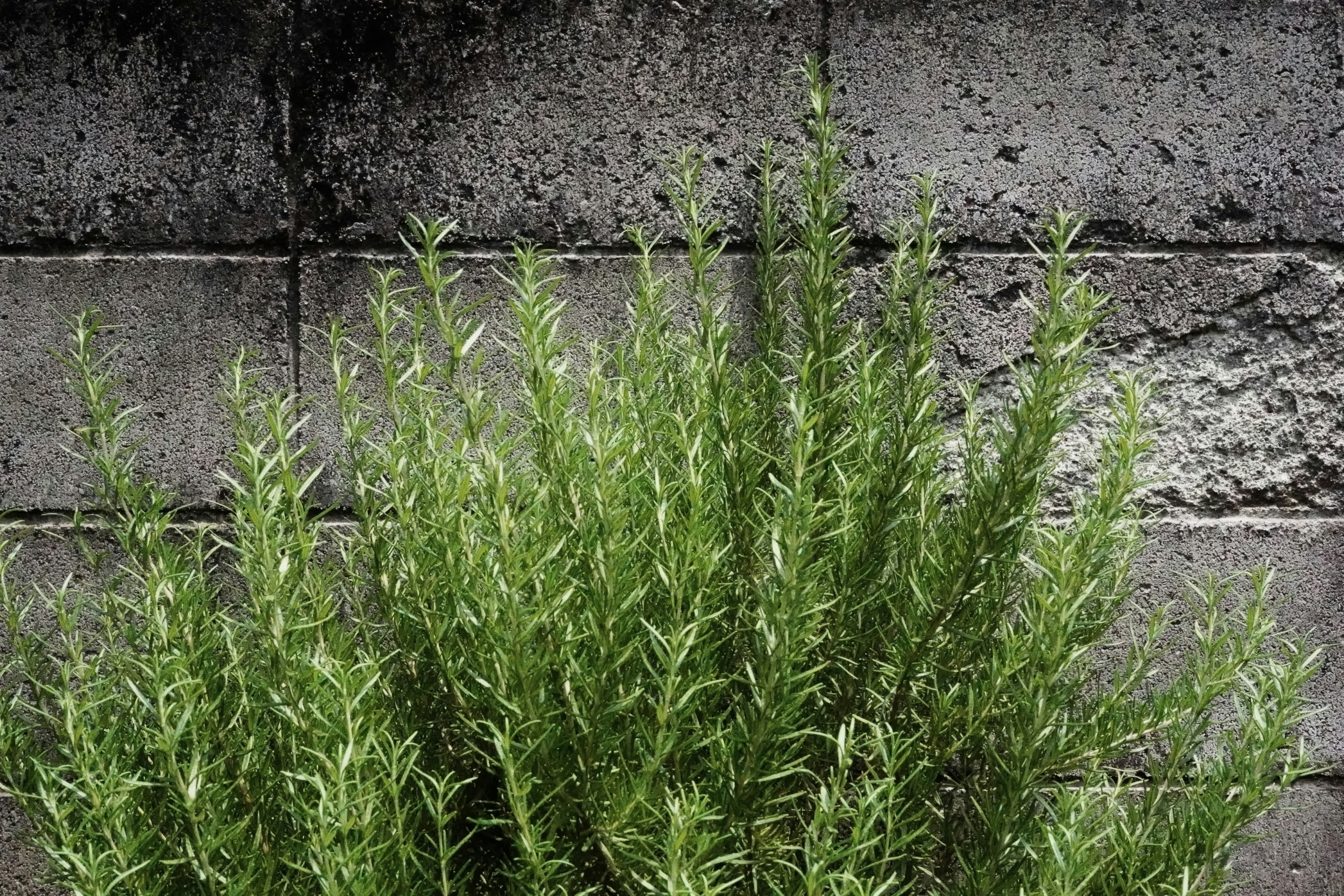 Eine Pflanze wächst aus einer Ziegelmauer