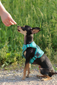 A small dog with a black and tan coat is sitting on a gravel path, wearing a bright blue harness. A human hand is extended towards the dog, as if about to give it a treat. The background is lush with green grass, indicating a natural outdoor setting.