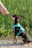 A small dog with a black and tan coat is sitting on a gravel path, wearing a bright blue harness. A human hand is extended towards the dog, as if about to give it a treat. The background is lush with green grass, indicating a natural outdoor setting.