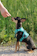 A small dog with a black and tan coat is sitting on a gravel path, wearing a bright blue harness. A human hand is extended towards the dog, as if about to give it a treat. The background is lush with green grass, indicating a natural outdoor setting.