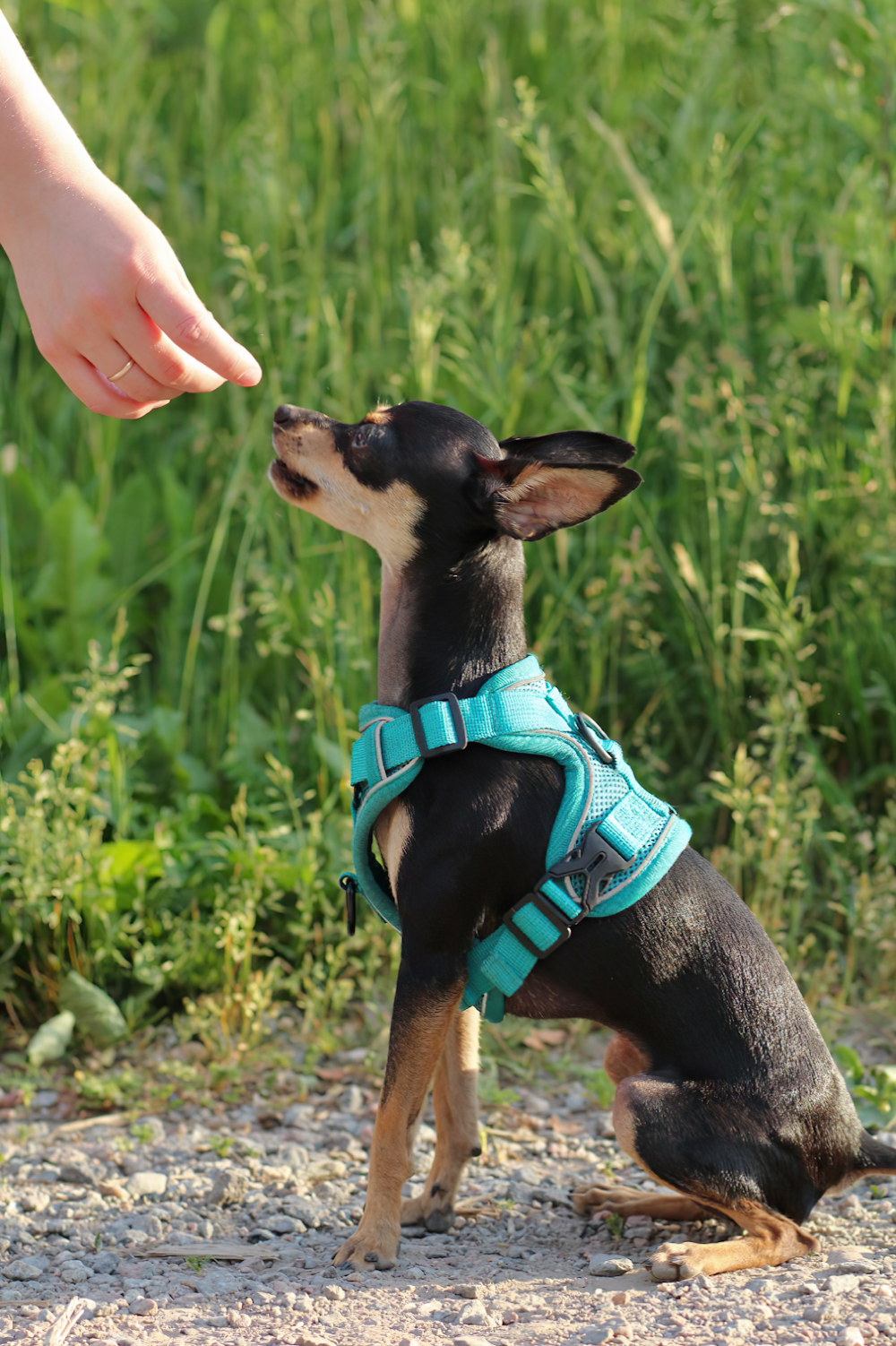 Un perro pequeño con un arnés azul está siendo acariciado por una persona