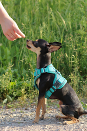 A small dog with a black and tan coat is sitting on a gravel path, wearing a bright blue harness. A human hand is extended towards the dog, as if about to give it a treat. The background is lush with green grass, indicating a natural outdoor setting.