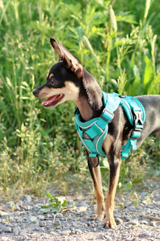 A small dog stands on a gravel path surrounded by green foliage, wearing a bright turquoise harness. The dog appears alert and attentive, gazing towards the left with its mouth slightly open.