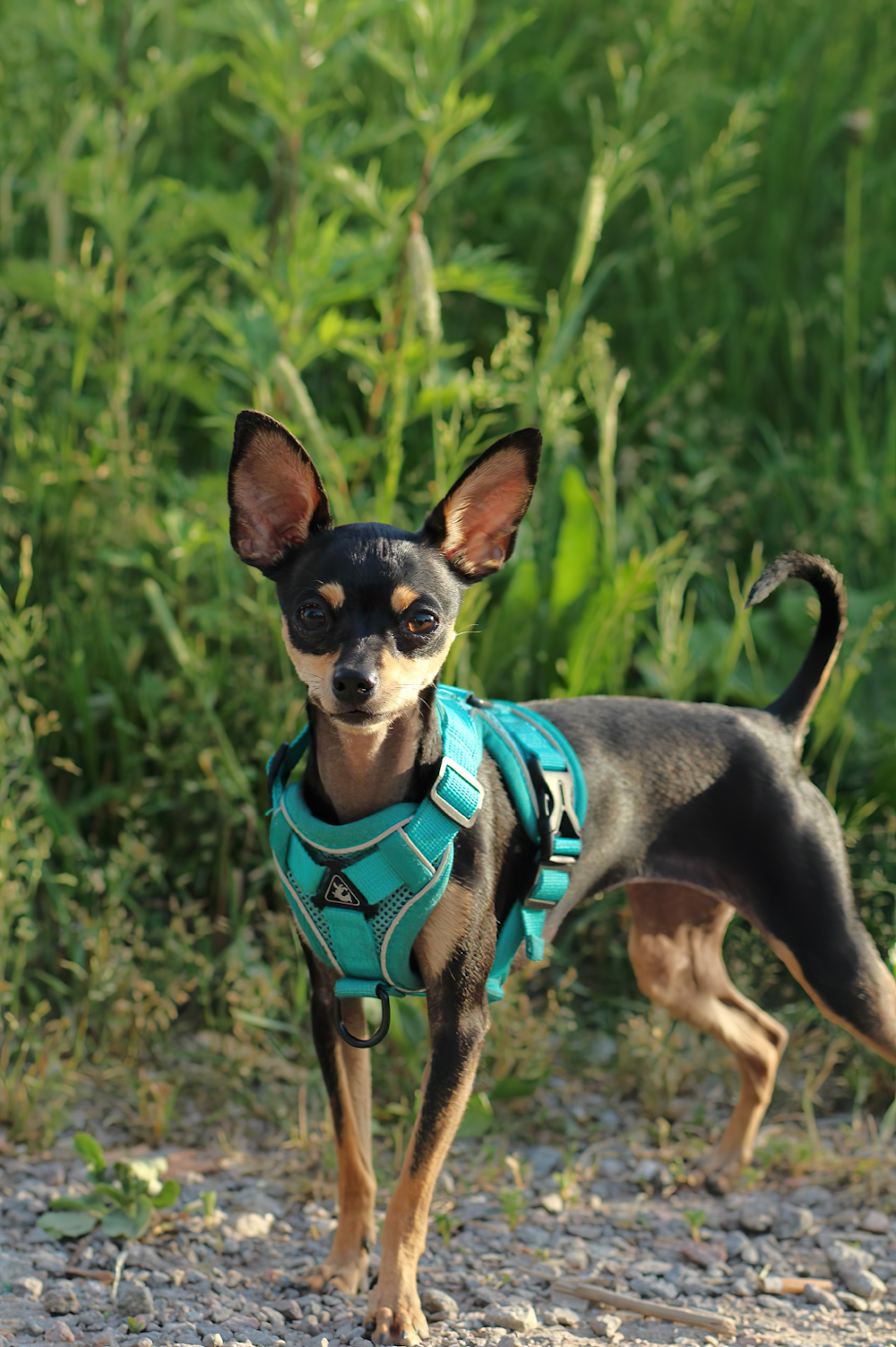 a small black and brown dog wearing a blue harness