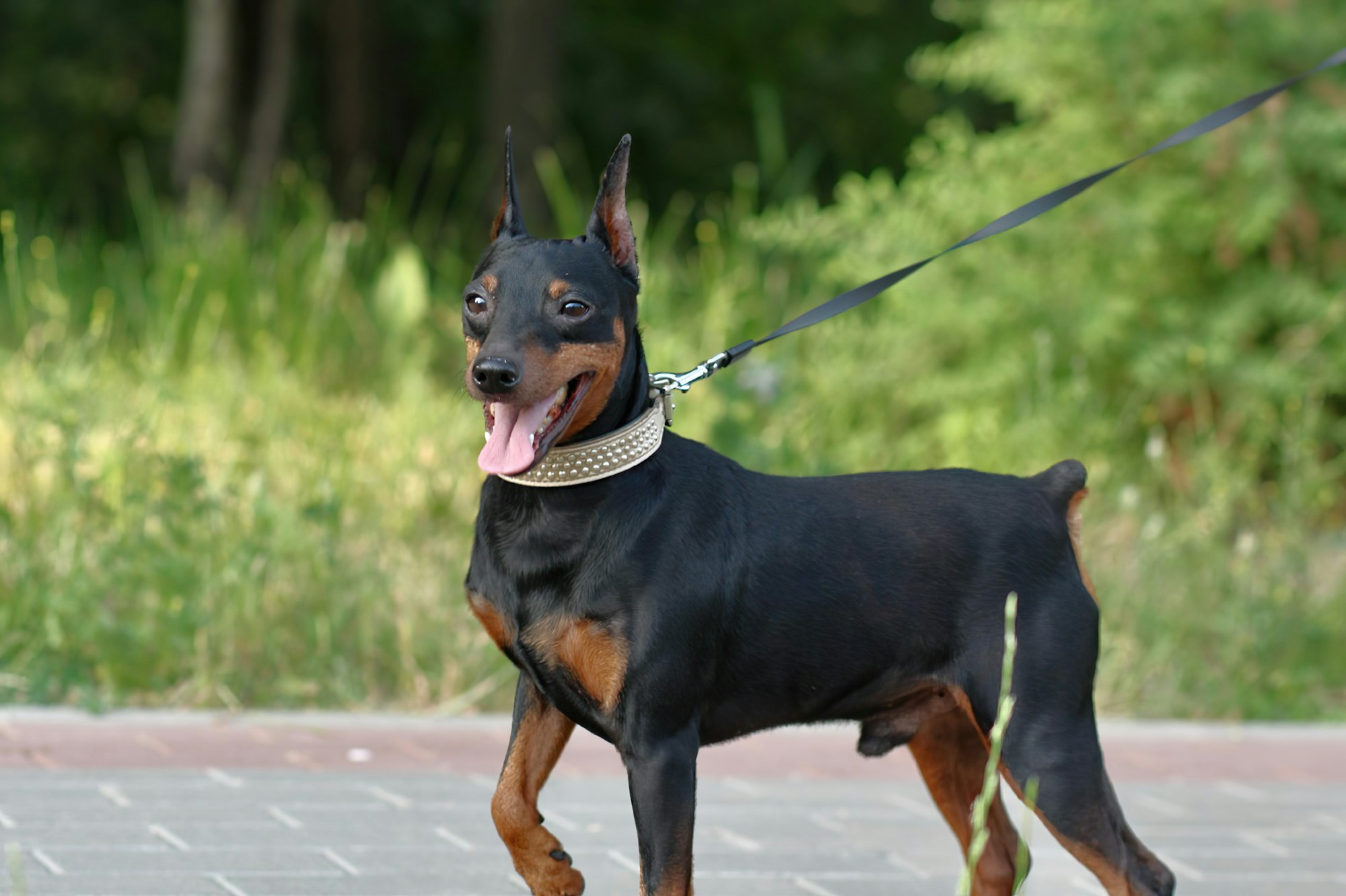 a small black and brown dog on a leash