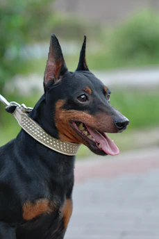 a black and brown dog wearing a collar