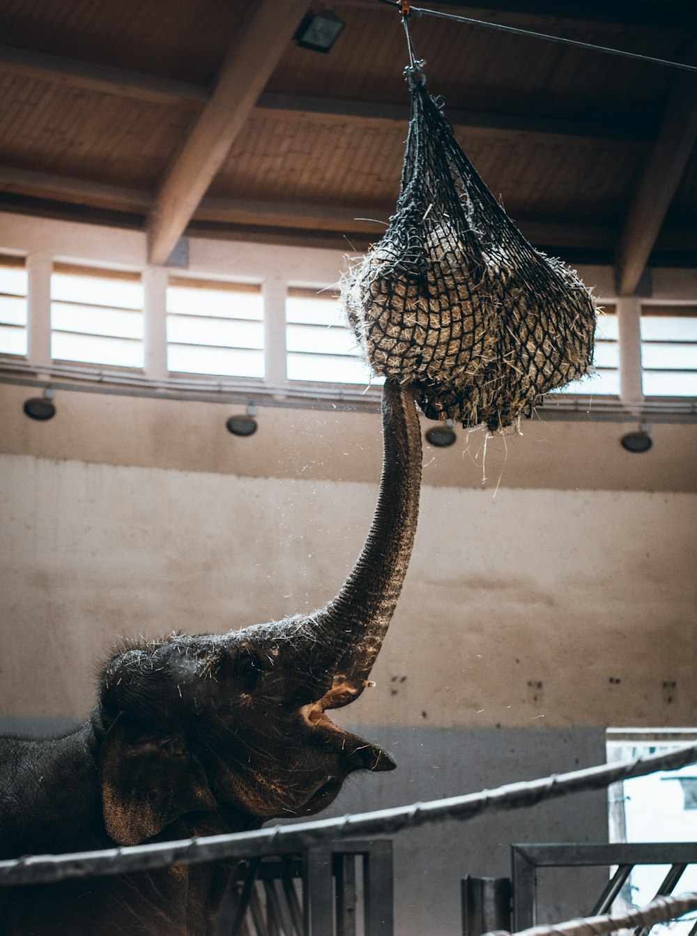 an elephant in a cage with a net hanging from it's trunk