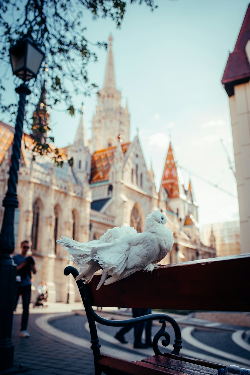 a white bird sitting on top of a wooden bench