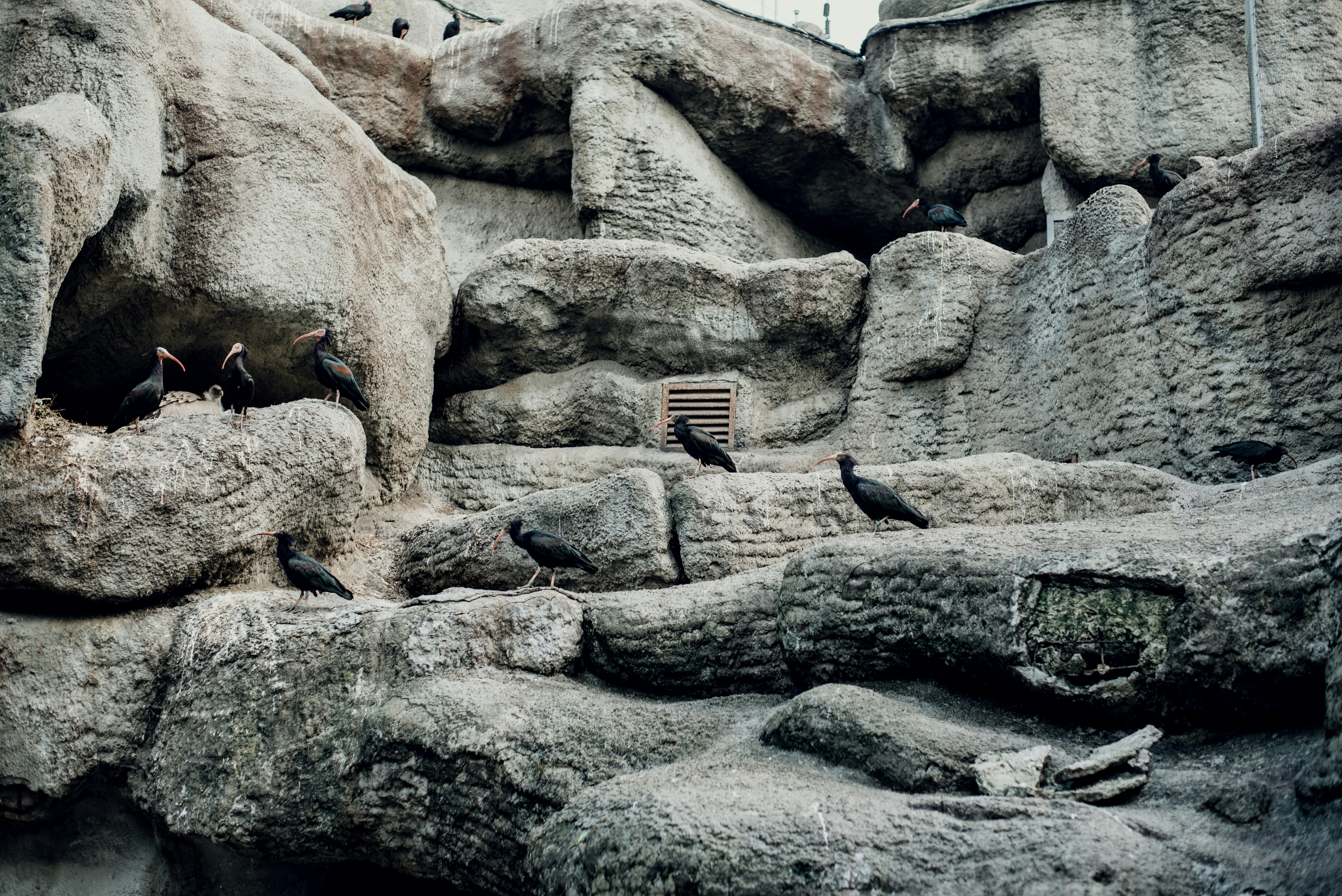 a group of birds sitting on a rock formation